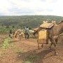 Donkeys donated by Good Gifts packing water Donkeys donated by Good Gifts packing water