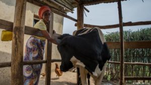 Nadia with the cow which helps feed her family (c. Deutsche Welle)